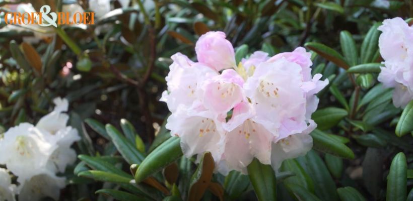 Rododendron en azalea snoeien en verzorgen (video)