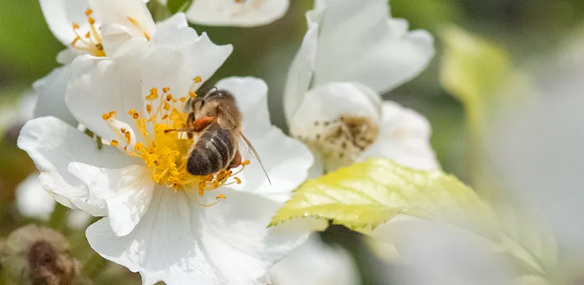 Rozen voor biodiversiteit