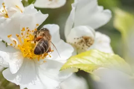 Rozen voor biodiversiteit