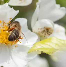 Rozen voor biodiversiteit