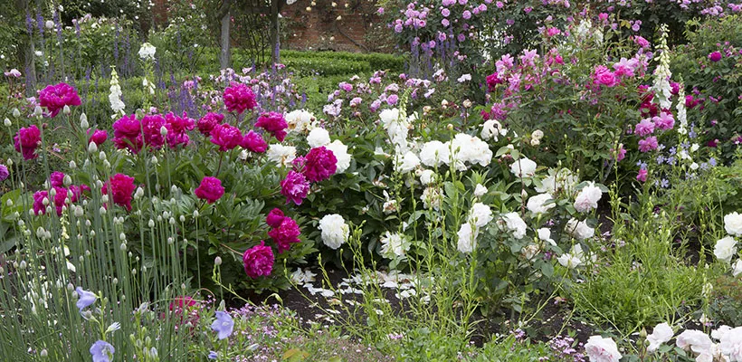 Beplantingsplan Engelse rozentuin