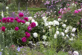 Beplantingsplan Engelse rozentuin