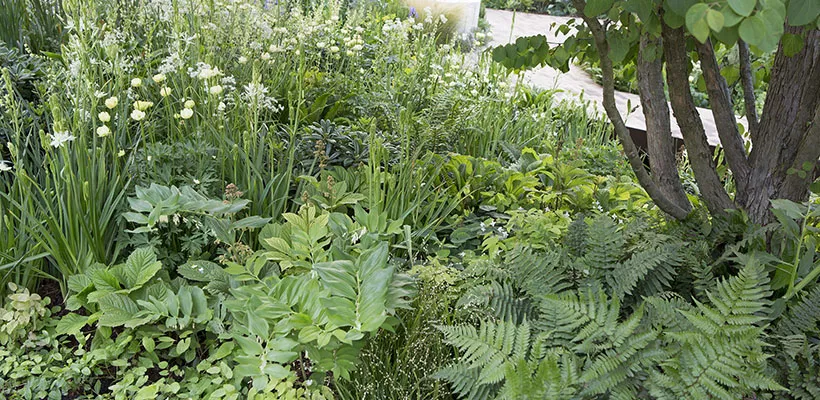 Groen mozaïek: beplantingsplan voor schaduw