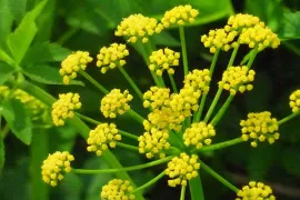 Zelf zaaien: bijzondere schermbloemen