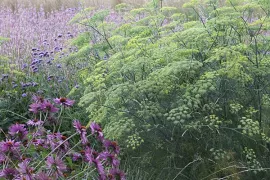 10 favoriete schermbloemen voor contrast