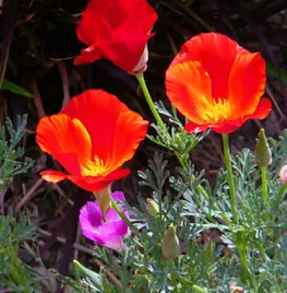 Zaad bestellen van Eschscholzia californica