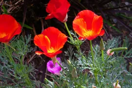 Zaad bestellen van Eschscholzia californica