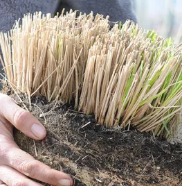 Snoei van siergras in pot