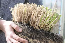 Snoei van siergras in pot