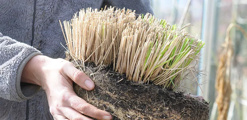 Snoei van siergras in pot