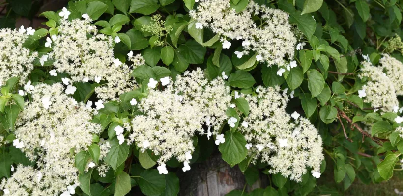 Klimhortensia snoeien