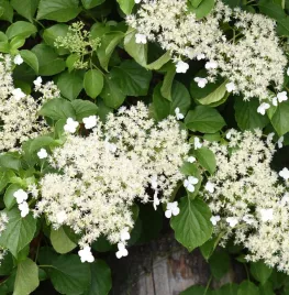Klimhortensia snoeien