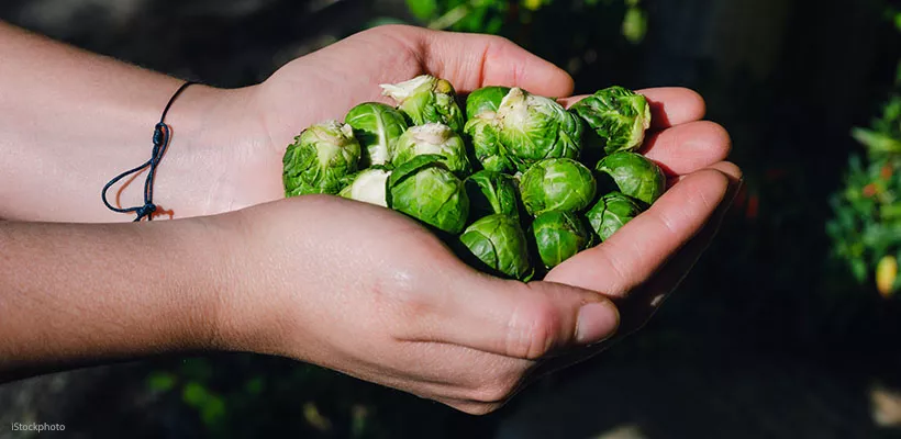 Spruitjes oogsten na vorst: waarom ze dan zo lekker zijn