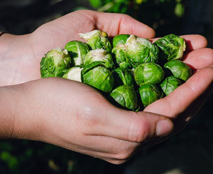 Spruitjes oogsten na vorst