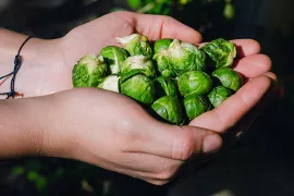 Spruitjes oogsten na vorst: waarom ze dan zo lekker zijn