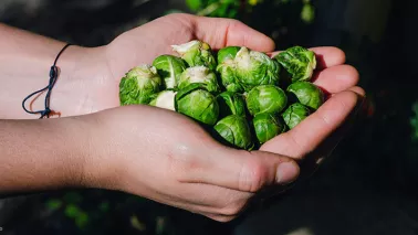 Spruitjes oogsten na vorst: waarom ze dan zo lekker zijn