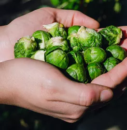 Spruitjes oogsten na vorst