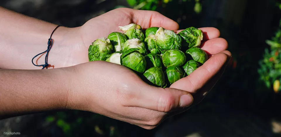 Afbeelding Spruitjes oogsten na vorst: waarom ze dan zo lekker zijn