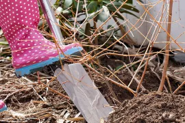 Nieuwe plek voor je struik