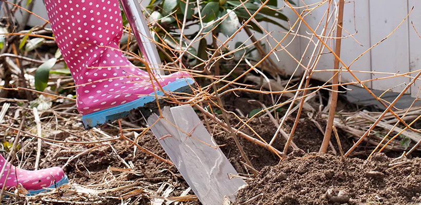 Nieuwe plek voor je struik