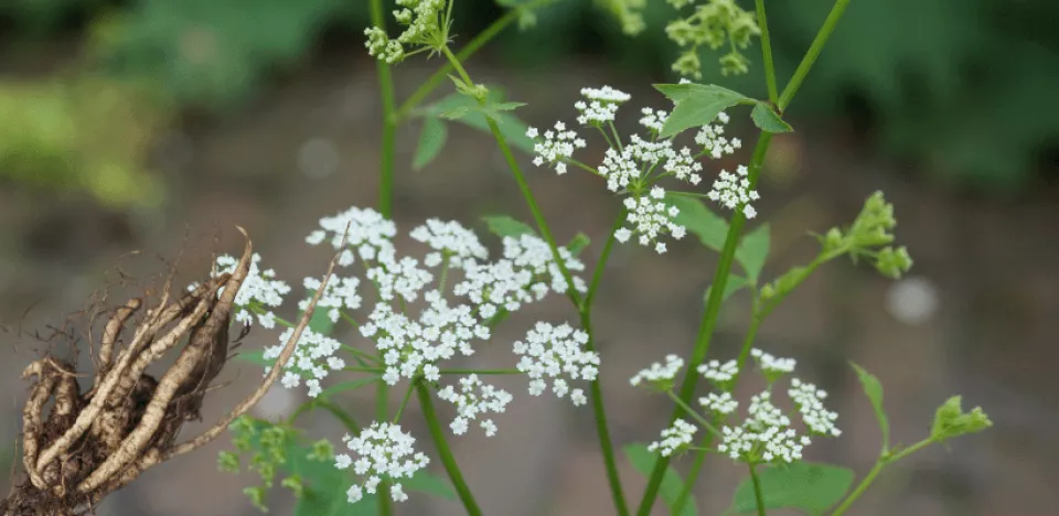 Afbeelding Te mooi om op te eten: suikerwortel