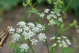 Te mooi om op te eten: suikerwortel