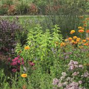 10 planten voor thee uit eigen tuin
