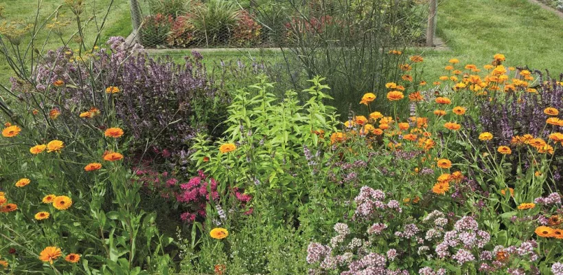 10 planten voor thee uit eigen tuin