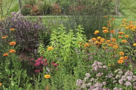 10 planten voor thee uit eigen tuin