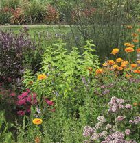 10 planten voor thee uit eigen tuin