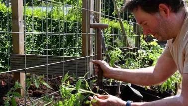 Succesvol tomaten zaaien en uitplanten (met video)
