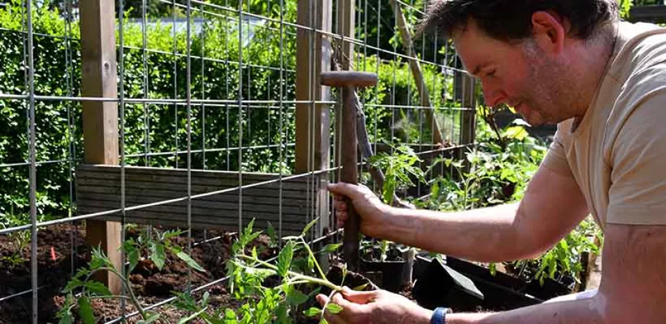 Afbeelding Succesvol tomaten zaaien en uitplanten (met video)