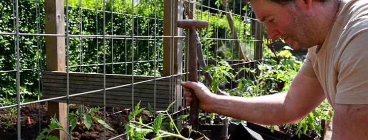 Succesvol tomaten zaaien en uitplanten (met video)