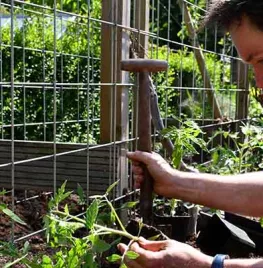 Succesvol tomaten zaaien en uitplanten (met video)