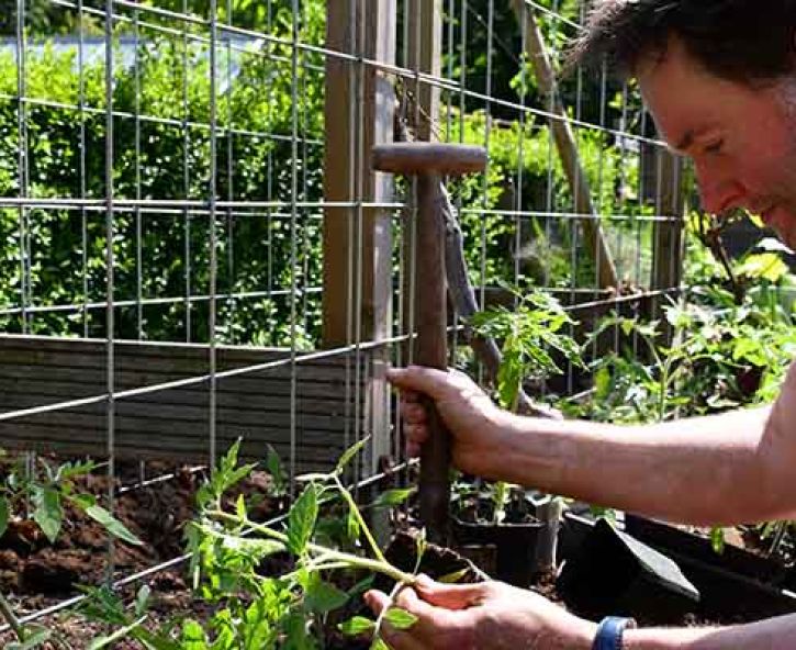 Succesvol tomaten zaaien en uitplanten (met video)