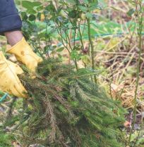 Verzuren naalden de bodem? Dit zegt onze tuinexpert