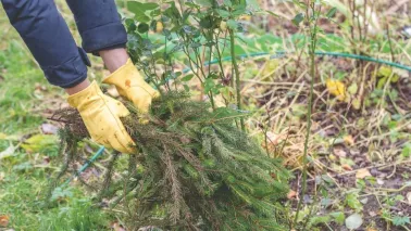 Verzuren naalden de bodem? Dit zegt onze tuinexpert