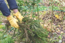 Verzuren naalden de bodem? Dit zegt onze tuinexpert