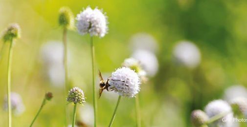 Vaste planten zaaien in juni, juli, augustus en zaden bestellen