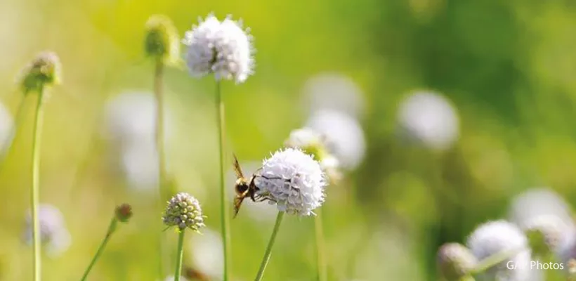 Vaste planten zaaien in juni, juli, augustus en zaden bestellen