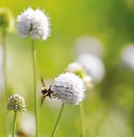 Vaste planten zaaien in juni, juli, augustus en zaden bestellen