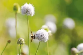 Vaste planten zaaien in juni, juli, augustus en zaden bestellen