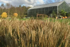 De mooiste siergrassen voor je tuin (video)
