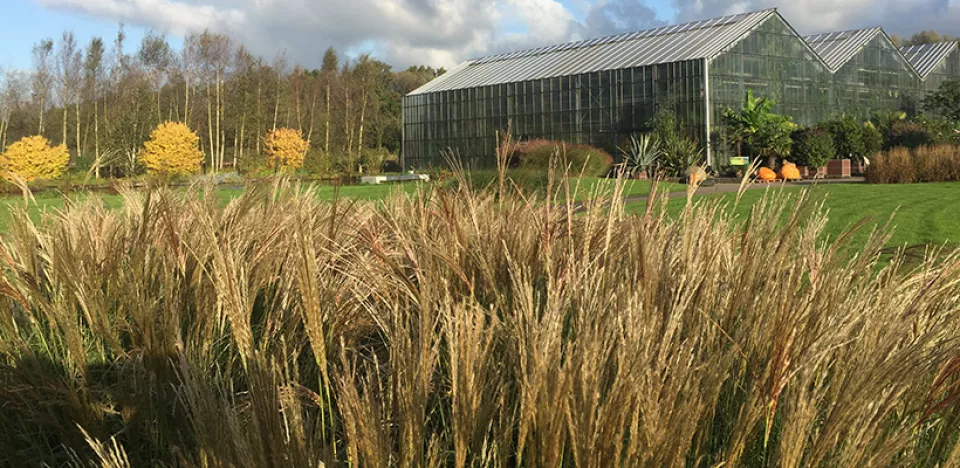 Afbeelding De mooiste siergrassen voor je tuin (video)