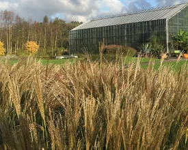 De mooiste siergrassen voor je tuin (video)