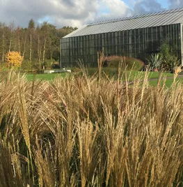De mooiste siergrassen voor je tuin (video)