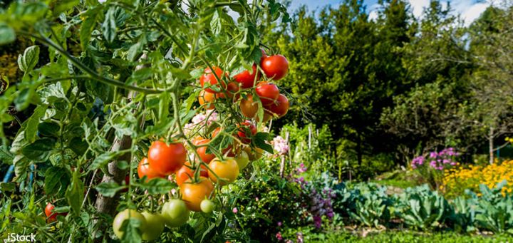 Zelf tomaten kweken (video)
