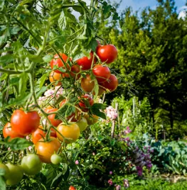 Zelf tomaten kweken (video)