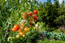 Zelf tomaten kweken (video)