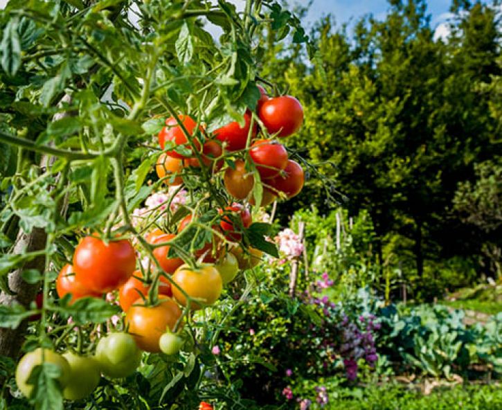 Zelf tomaten kweken (video)